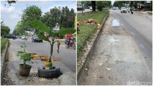 Jalan Berlubang yang Ditanami Pohon Pisang di Pekanbaru Diperbaiki