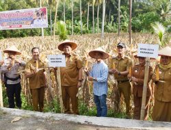 Sukses Panen Raya Jagung Program Ketahanan Pangan di Desa Sikapak Barat, Yota Balad Harap Desa lain dapat produktif di bidang yang berbeda